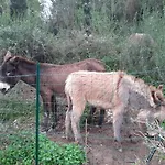 Ribellu